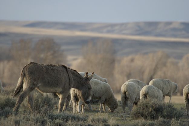 Sheep Trail. Photo by Cat Urbigkit.