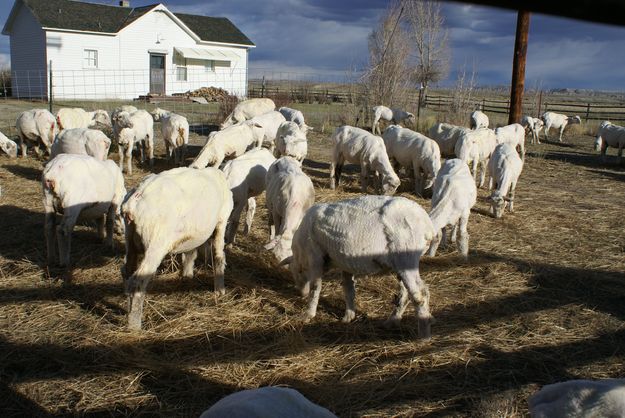 Shorn Ewes. Photo by Cat Urbigkit, Pinedale Online.