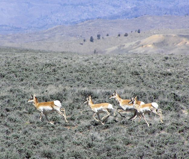 Boulder Antelope. Photo by Alan Svalberg, Jason Brown.