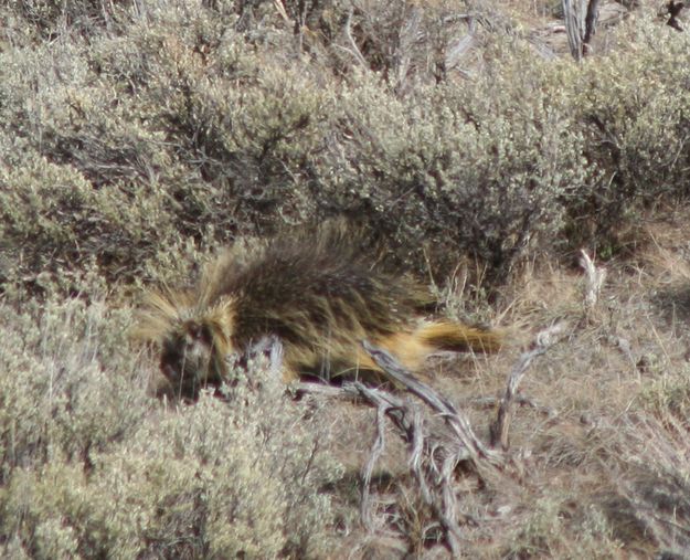 Porcupine. Photo by Clint Gilchrist, Pinedale Online.