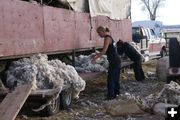 Wool Sorting. Photo by Cat Urbigkit, Pinedale Online.