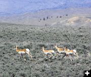Boulder Antelope. Photo by Alan Svalberg, Jason Brown.
