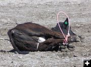 Tied Calf. Photo by Dawn Ballou, Pinedale Online.