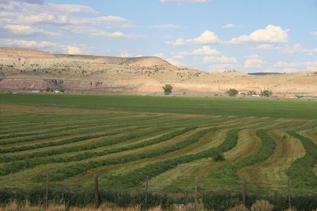 Hayfields. Photo by Dawn Ballou, Pinedale Online.