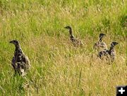 Sagegrouse in meadow. Photo by Pinedale Online.