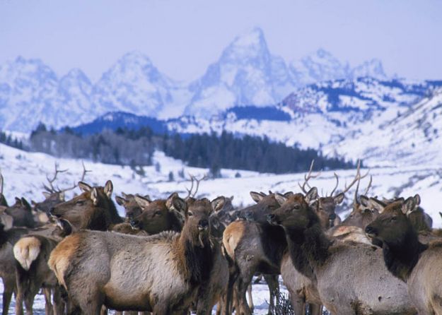 Feeding the elk. Photo by Mark Gocke, WGFD.
