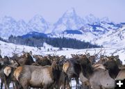 Feeding the elk. Photo by Mark Gocke, WGFD.