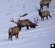 Elk stay close. Photo by Ranae Lozier.