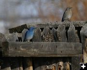 Bluebirds. Photo by Cat Urbigkit.