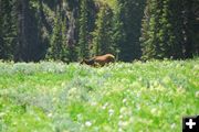 Cow Elk and Wildflowers. Photo by Julie Soderberg.