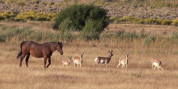 Matador and the Antelope. Photo by Karen Almdale.