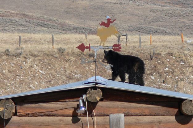 Bear Cub on the roof. Photo by Paul and Barbara Ellwood.