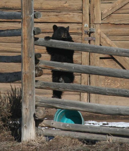 Climbing the fence. Photo by Dawn Ballou, Pinedale Online.