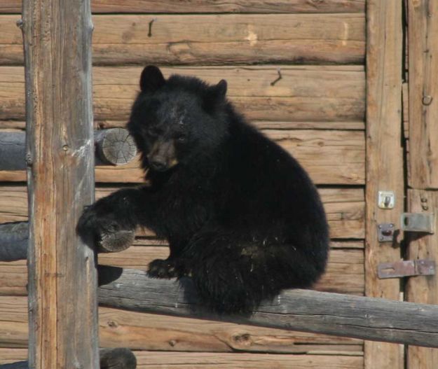 Resting on the fence. Photo by Dawn Ballou, Pinedale Online.