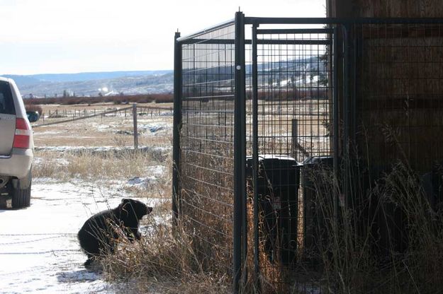 Checking out the garbage cans. Photo by Dawn Ballou, Pinedale Online.