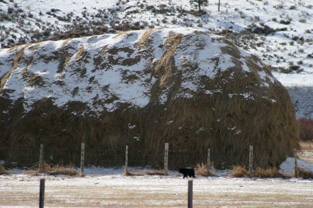 Around the haystack. Photo by Dawn Ballou, Pinedale Online.