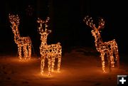 Deer Lights. Photo by Dawn Ballou, Pinedale Online.
