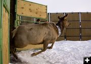 Releasing elk. Photo by Mark Gocke, WGFD.