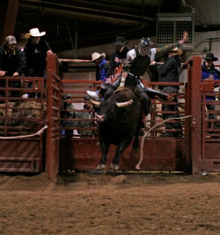 Bull Ride 11. Photo by Carie Whitman.