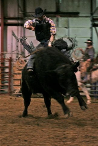 Bull Ride 14. Photo by Carie Whitman.