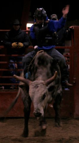 Bull Ride 16. Photo by Carie Whitman.