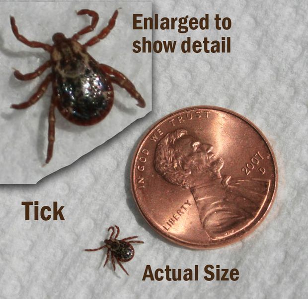 Ticks are out. Photo by Dawn Ballou, Pinedale Online.
