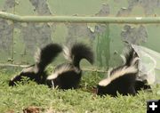 3 Baby Skunks. Photo by Dawn Ballou, Pinedale Online.