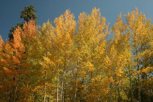 Fall Colors. Photo by Dawn Ballou, Pinedale Online.