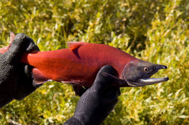 kokanee salmon . Photo by Mark Gocke, WGFD.