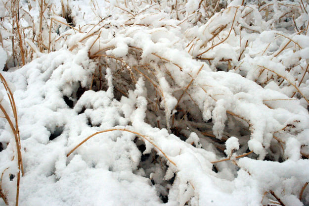 New Snow. Photo by Dawn Ballou, Pinedale Online.