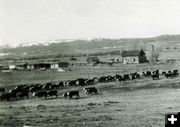 Cattle - 1940s . Photo by Charles McAlister.