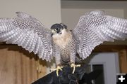 Adult peregrine. Photo by Cat Urbigkit, Pinedale Online.