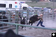 Calf Scramble. Photo by Pam McCulloch, Pinedale Online.