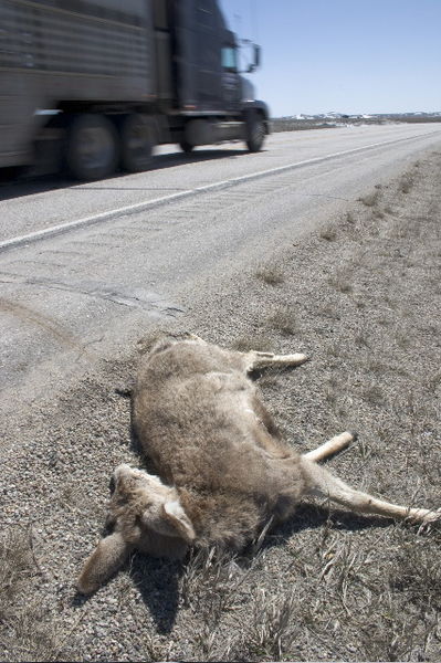 Road-kill deer. Photo by Mark Gocke, WGFD.