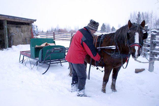 Hitching up Maybelle. Photo by Dawn Ballou, Pinedale Online.