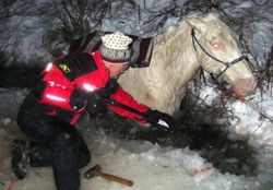 Horse Rescue. Photo by Tip Top Search & Rescue.