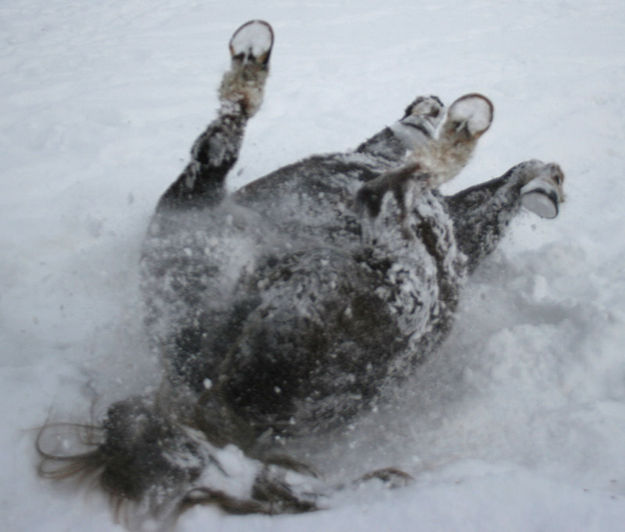 Good roll in the snow. Photo by Dawn Ballou, Pinedale Online.