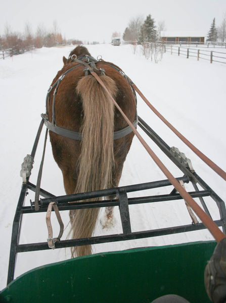 View from the sled. Photo by Dawn Ballou, Pinedale Online.