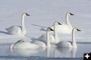 Swans. Photo by Fred Pflughoft.