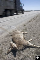 Road-kill deer. Photo by Mark Gocke, WGFD.