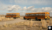 School busses. Photo by Dawn Ballou, Pinedale Online.