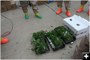 Marijuana starter plants . Photo by Wyoming Highway Patrol.