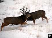 Mule Deer Bucks fighting. Photo by Mike Lillrose.
