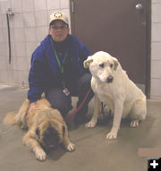 Livestock guardian dogs. Photo by Sweetwater County Sheriffs Office.