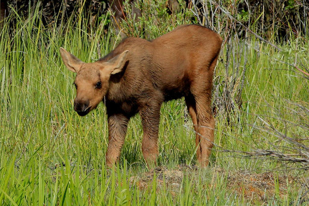 Baby Moose Pinedale Online News Wyoming