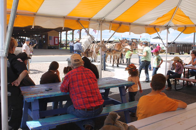 Mules & Donkeys. Photo by Dawn Ballou, Pinedale Online.