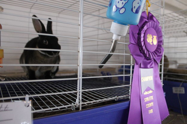 Grand Champion Rabbit. Photo by DAwn Ballou, Pinedale Online.