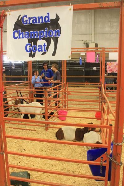 Grand Champion Goat. Photo by Dawn Ballou, Pinedale Online.