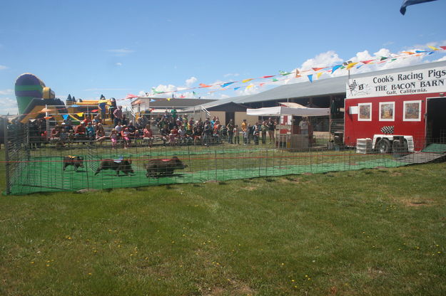 Cooks Pig Racing. Photo by Dawn Ballou, Pinedale Online.