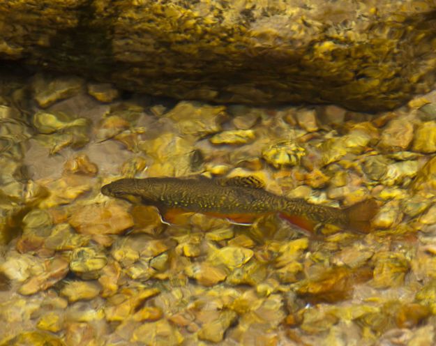 Nice cutthroat, er, brookie. Photo by Dave Bell.